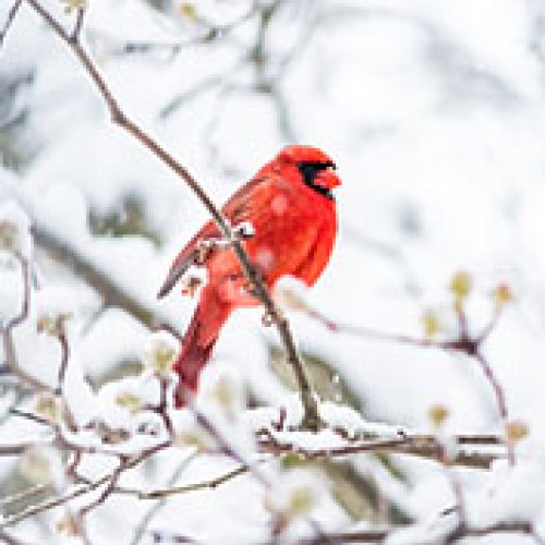 Cardinal in the snow